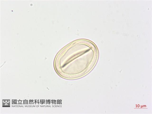 黃腺羽蕨藏品圖，第2張