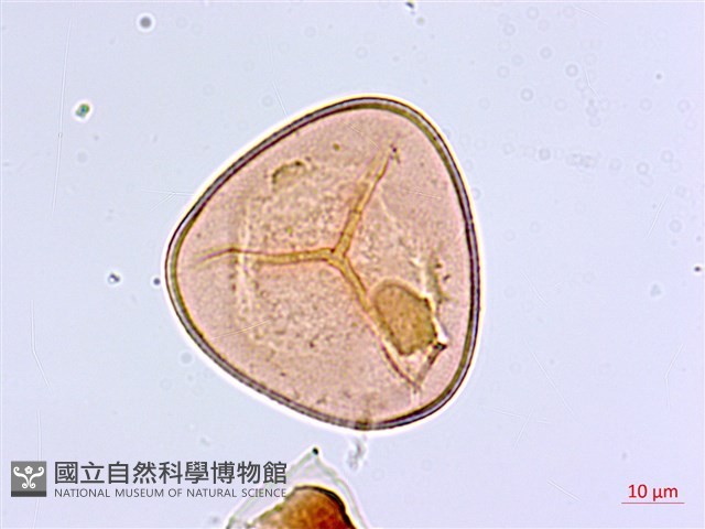 白背鐵線蕨藏品圖，第2張