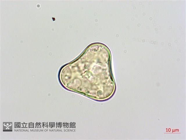 闊葉鱗蓋蕨藏品圖，第2張