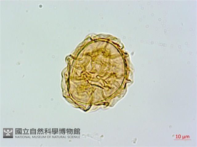 登錄號:P017792藏品圖，第1張