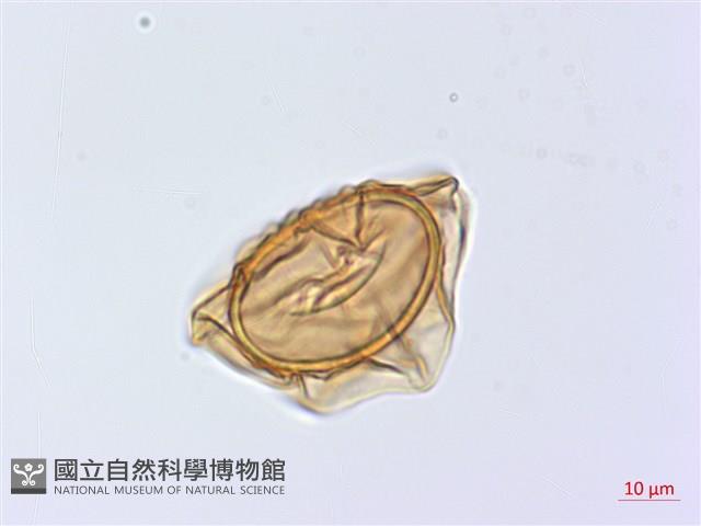 廣葉深山雙蓋蕨藏品圖，第2張