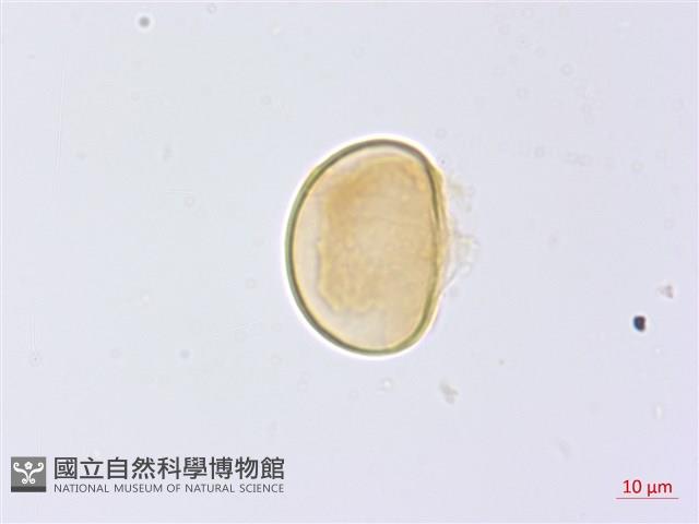 登錄號:P014942藏品圖，第1張