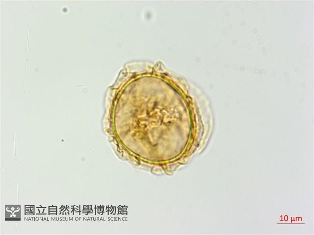 日本蹄蓋蕨藏品圖，第2張