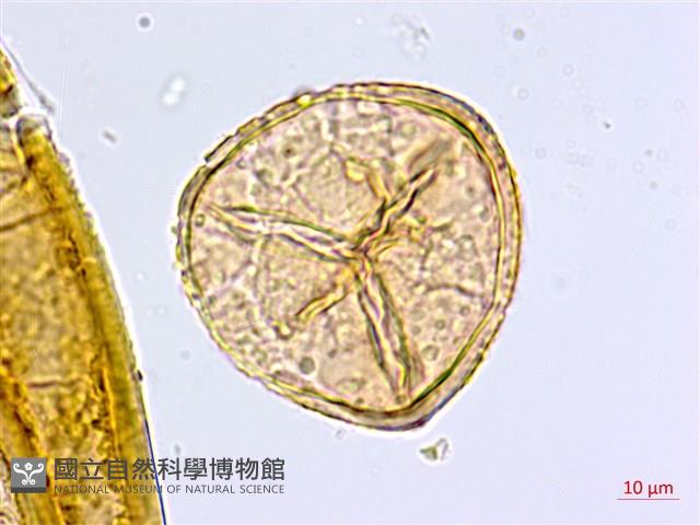 隴南鐵線蕨藏品圖，第2張