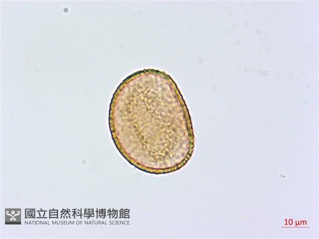菜蕨藏品圖，第2張