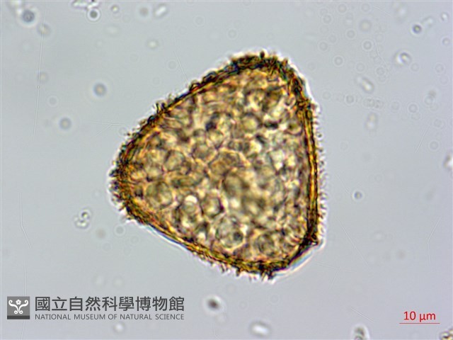 鬼桫欏藏品圖，第1張