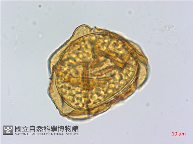 登錄號:P015720藏品圖，第1張