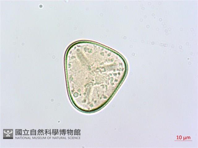 熱帶鱗蓋蕨藏品圖，第1張