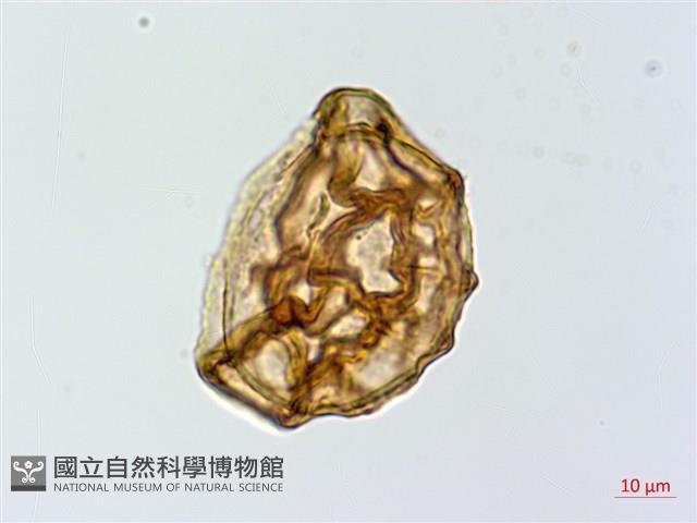 細裂蹄蓋蕨藏品圖，第1張