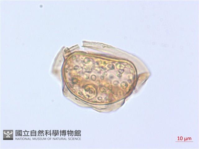 厚葉雙蓋蕨藏品圖，第2張