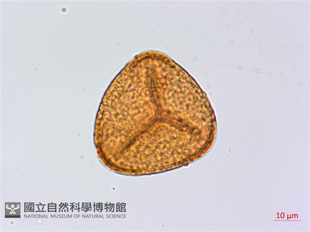 南嶺鳳丫蕨藏品圖，第2張