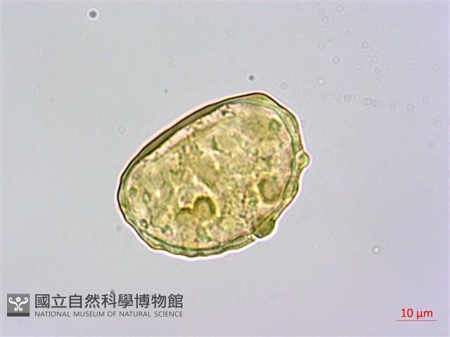 栗蕨藏品圖，第2張