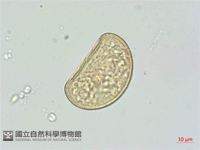廣葉深山雙蓋蕨藏品圖，第1張