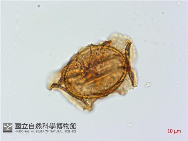 小葉鐵角蕨藏品圖，第2張