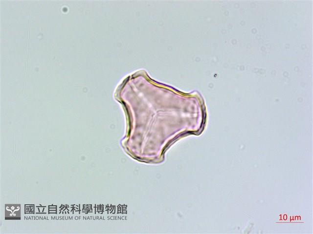 長柄千層塔藏品圖，第1張