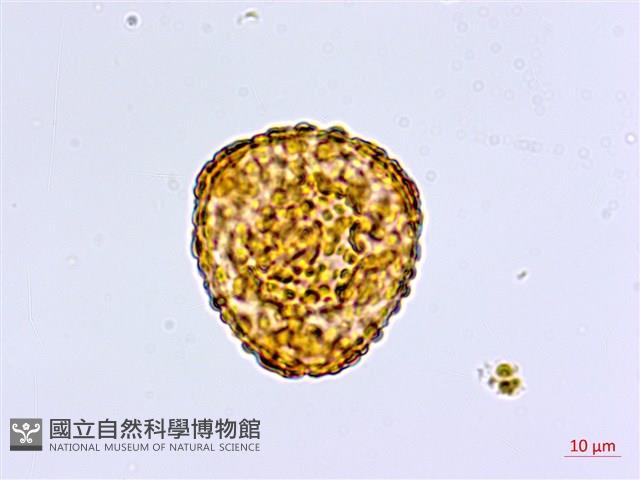 鞭葉鐵線蕨藏品圖，第1張