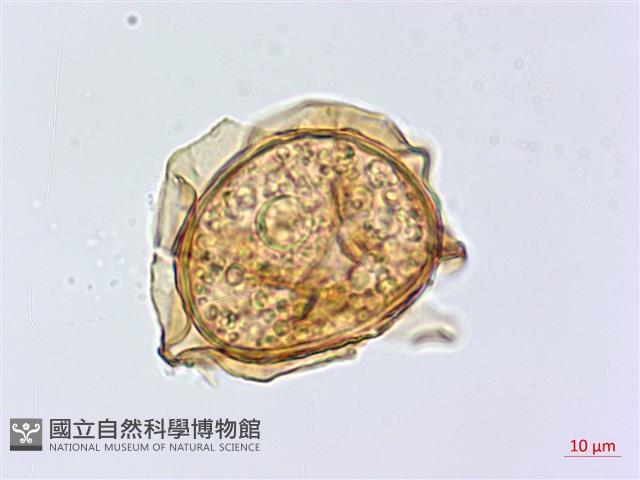 廣葉深山雙蓋蕨藏品圖，第1張