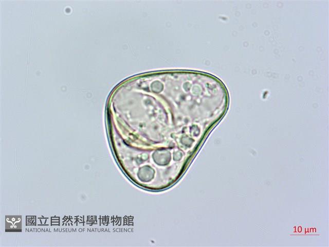 邊緣鱗蓋蕨藏品圖，第2張