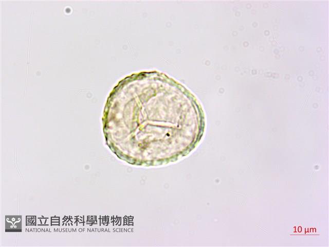 陰地蕨藏品圖，第2張