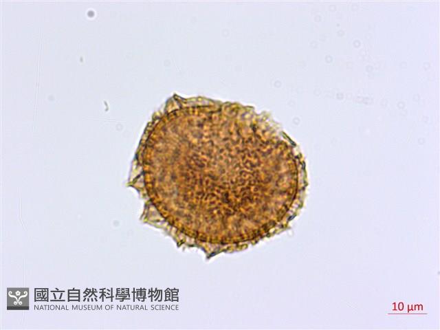 相似鐵角蕨藏品圖，第2張