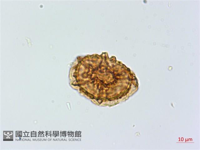 鐵角蕨藏品圖，第2張