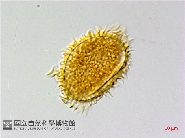 翅柄三叉蕨藏品圖，第2張