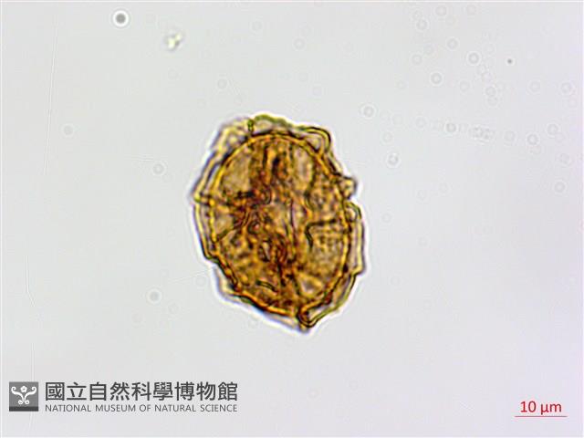鐮葉鐵角蕨藏品圖，第2張