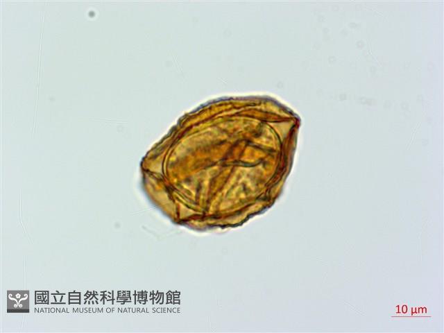 美麗複葉耳蕨藏品圖，第2張