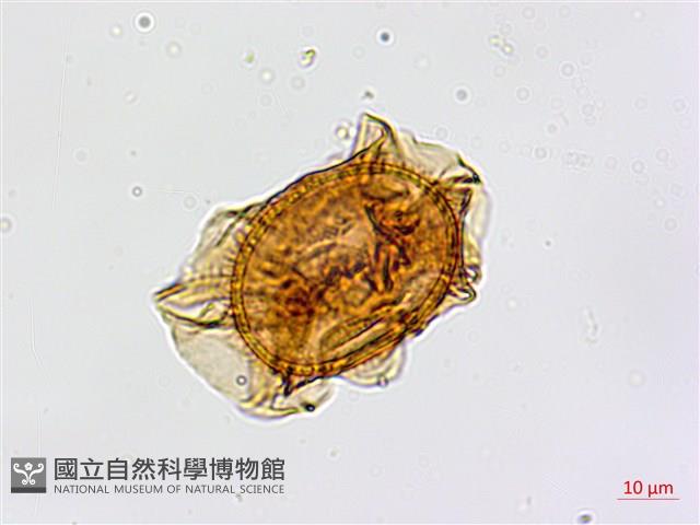 劍葉鐵角蕨、箭葉鐵角蕨藏品圖，第1張