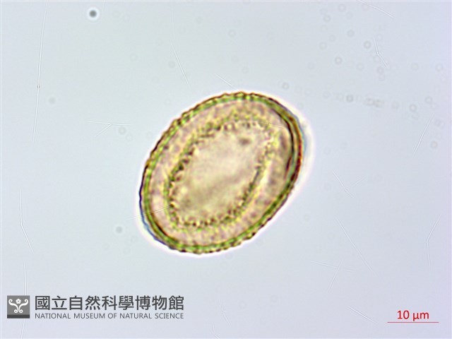 修株蹄蓋蕨藏品圖，第2張