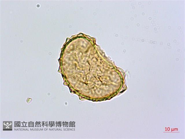 奄美短腸蕨藏品圖，第2張