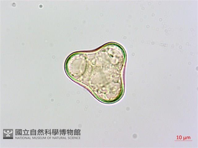 熱帶鱗蓋蕨藏品圖，第2張