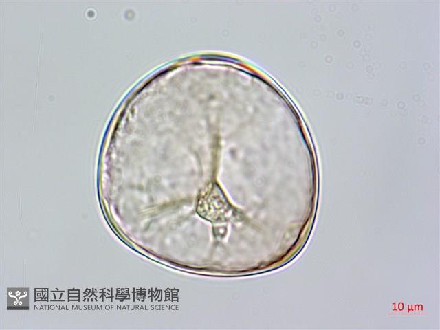 鬼桫欏藏品圖，第1張