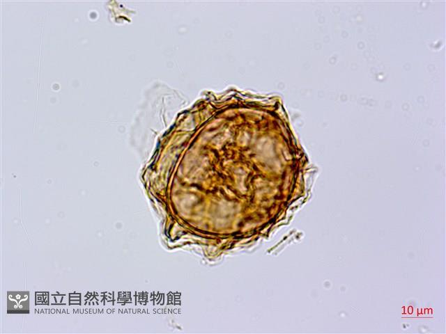 岩蕨藏品圖，第1張