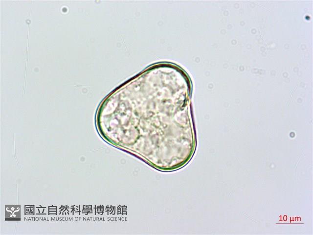 粗毛鱗蓋蕨藏品圖，第2張