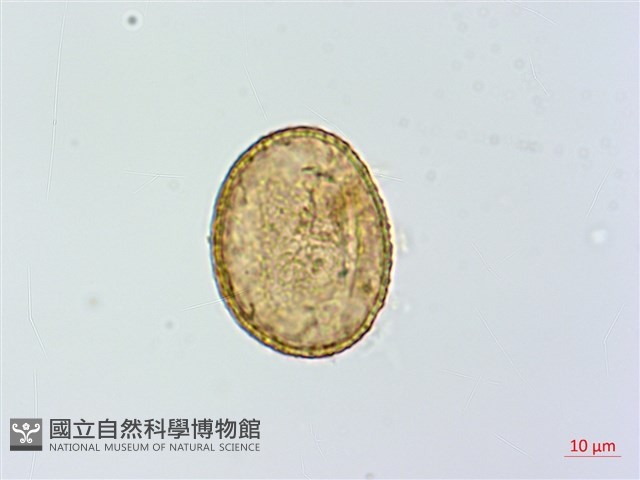 蹄蓋蕨藏品圖，第2張