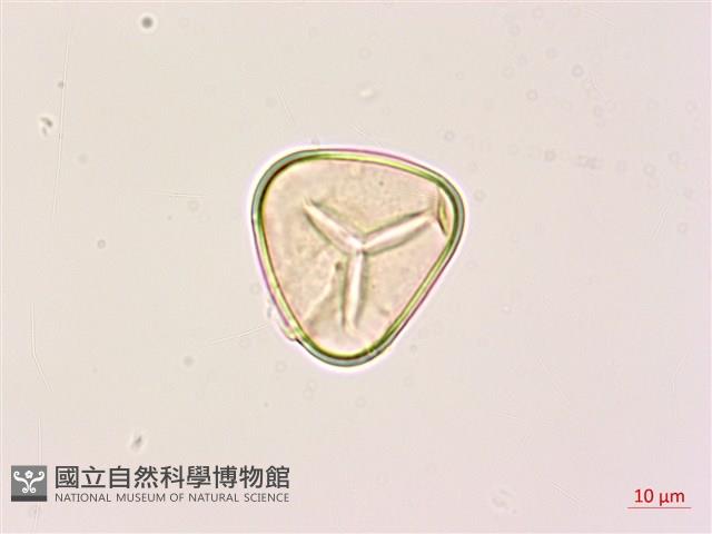 黑桫蕨藏品圖，第2張