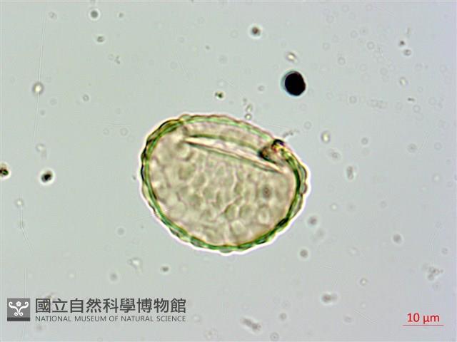 大葉骨碎補、台灣骨碎補、骨碎補藏品圖，第1張