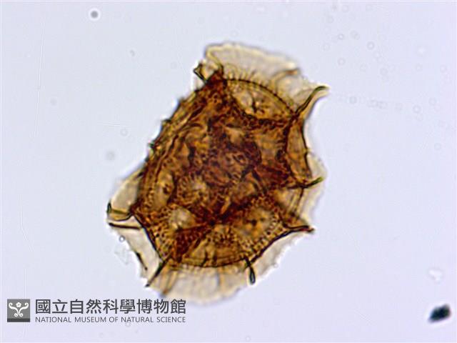 大鐵角蕨藏品圖，第1張