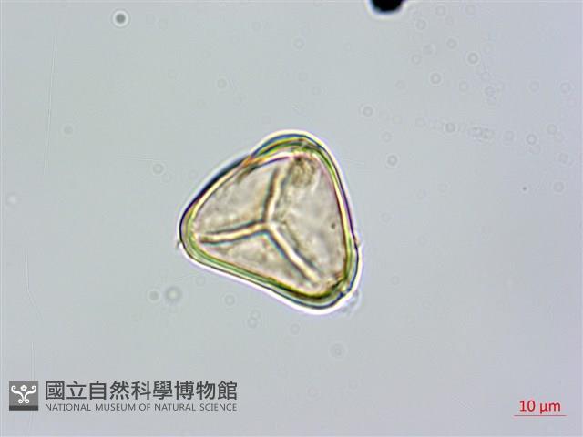 南洋桫欏藏品圖，第2張