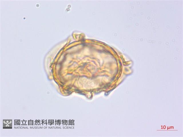 貞蕨藏品圖，第2張