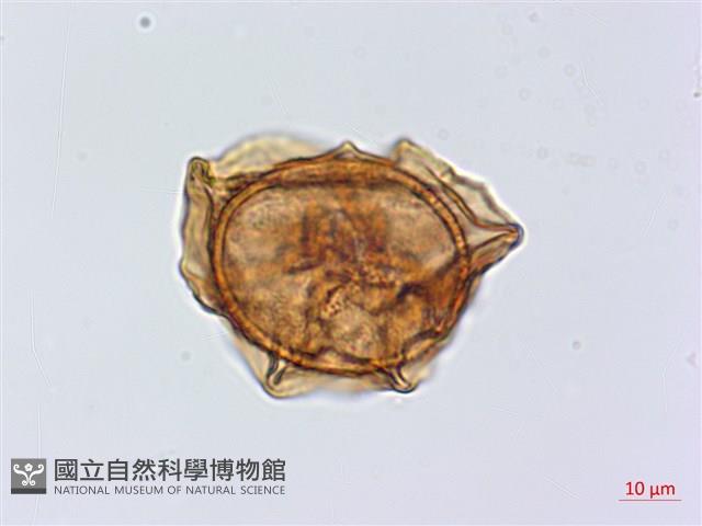 北京鐵角蕨藏品圖，第1張