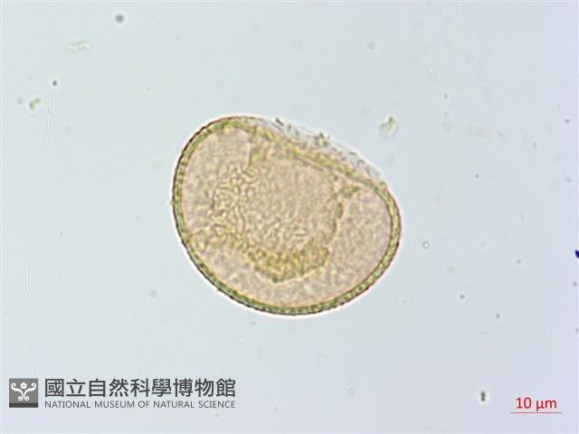 倉田氏蹄蓋蕨藏品圖，第1張