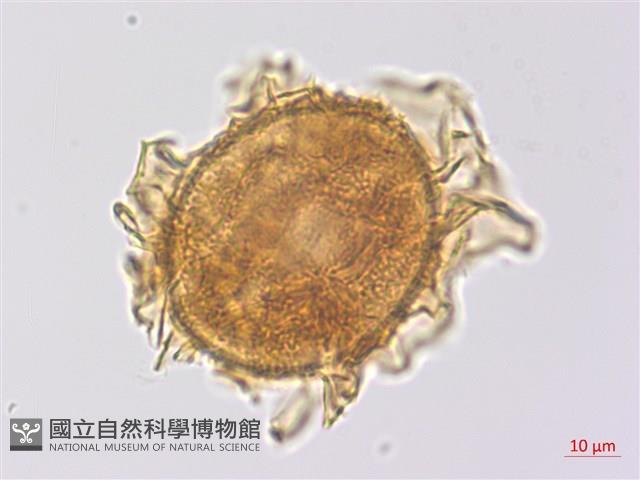 沙皮蕨藏品圖，第2張