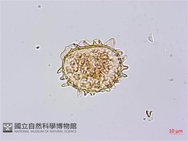 單葉雙蓋蕨藏品圖，第2張