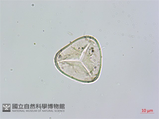 南洋桫欏藏品圖，第2張