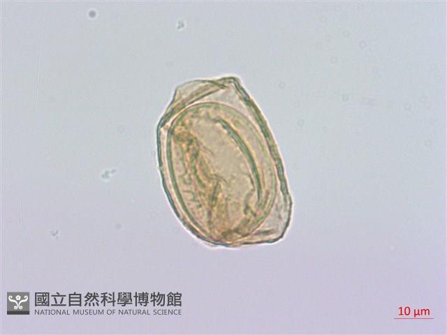 細鱗雙蓋蕨、褐鱗雙蓋蕨藏品圖，第1張