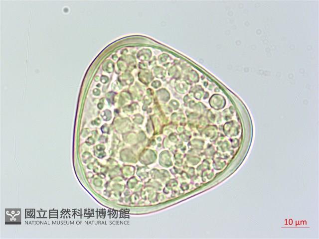 菲律賓金狗毛蕨藏品圖，第1張