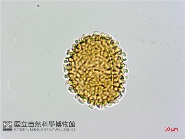 台灣亮毛蕨藏品圖，第1張