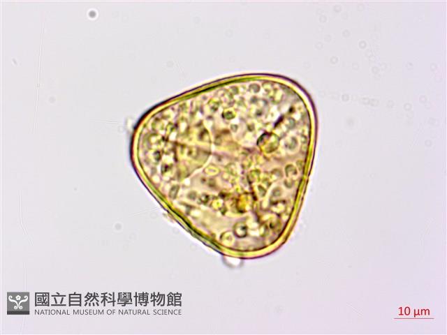 臺灣桫欏藏品圖，第1張